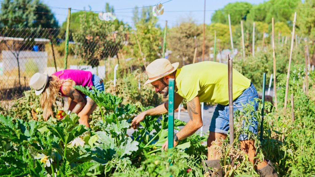 Les jardins familiaux