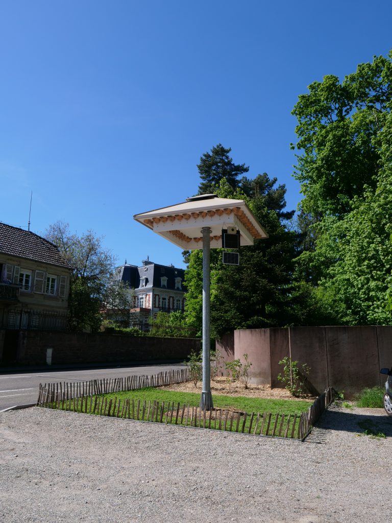 Hirondelles
